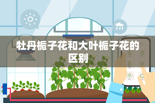 牡丹栀子花和大叶栀子花的区别